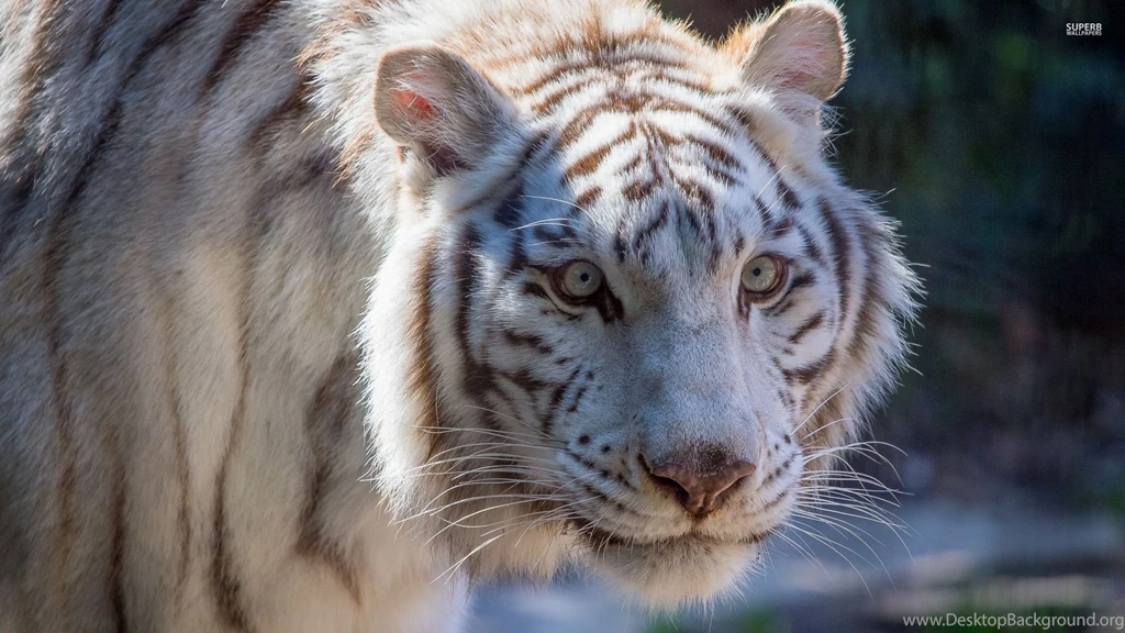 White Tiger Wallpapers Animal Wallpapers
