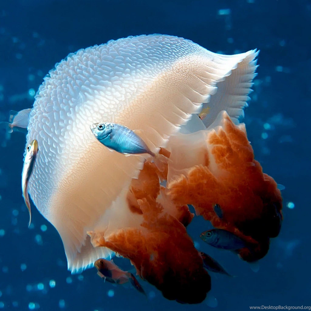 Ocean iPad Wallpapers