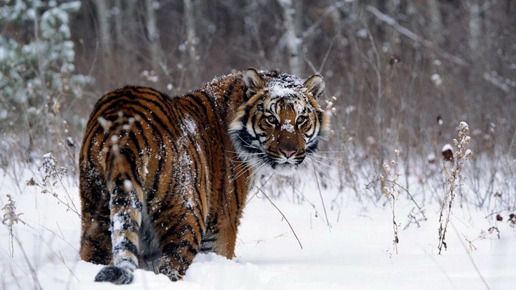 36383 Animal HD Wallpapers
