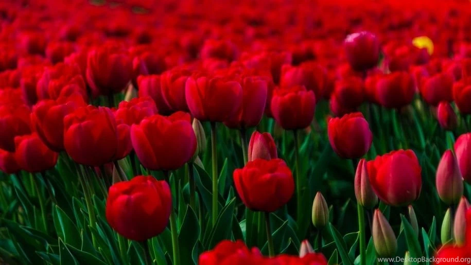 Beautiful Flowers Wallpapers For Desktop Backgrounds 1680 ...