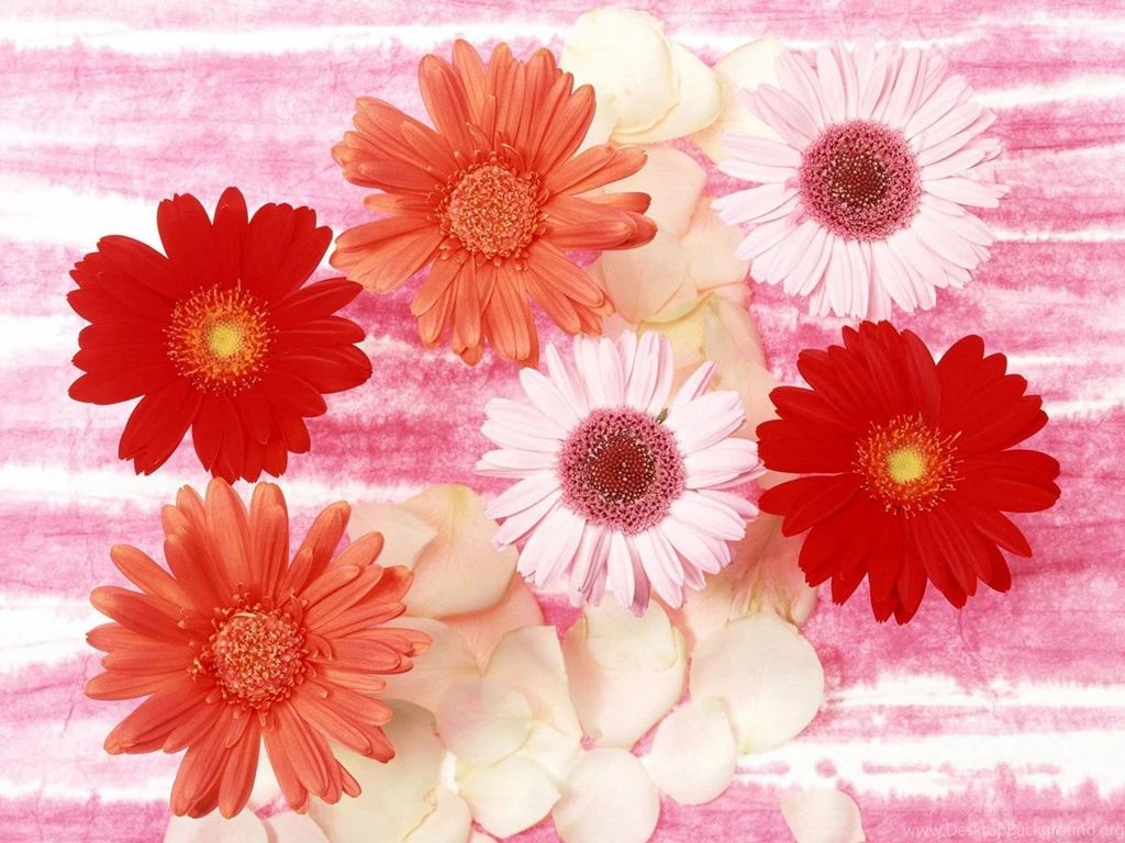 Desktop Wallpapers · Gallery · Windows 7 · Flowers Backgrounds ...