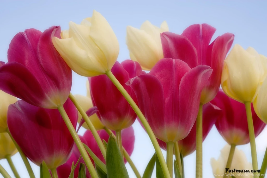 Awesome Flowers Wallpapers Desktop Backgrounds Full Screen ...