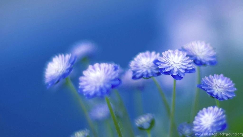 Blue Flower Desktop Wallpaper, Blue Flower Images, New Wallpapers