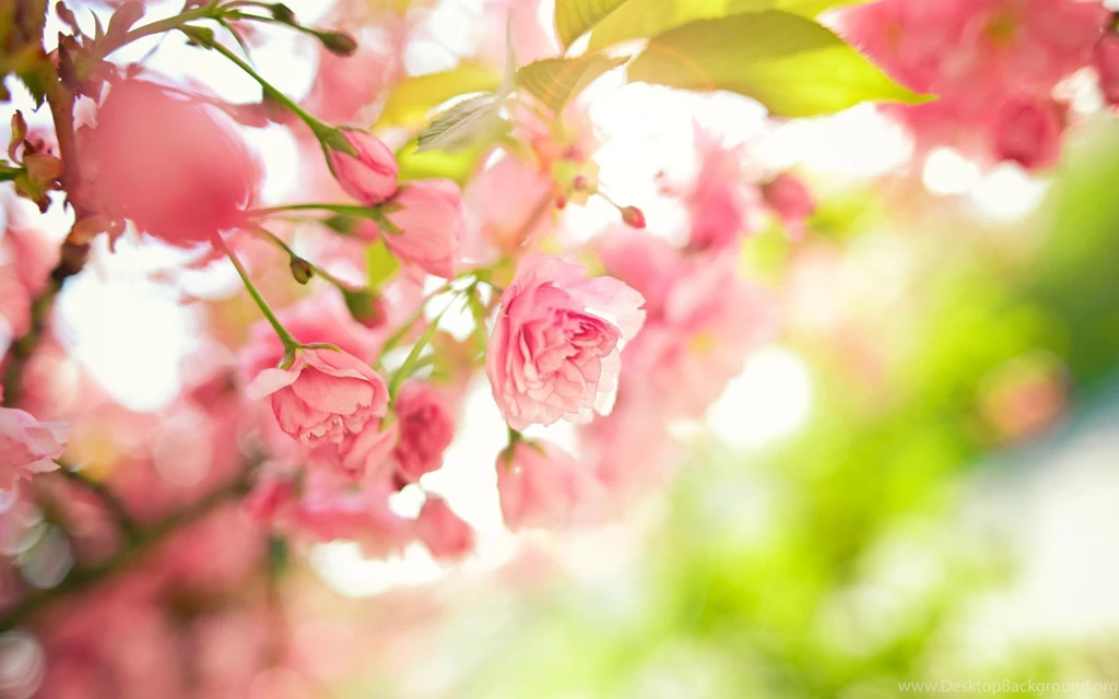 Tree Branches Pink Flowers Leaves Spring Macro Desktop Backgrounds ...