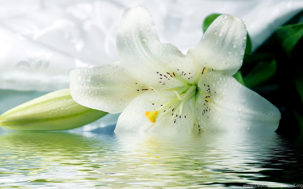 Tiger Lily HD Wallpapers, Tiger Lily Pictures Free, New Wallpapers