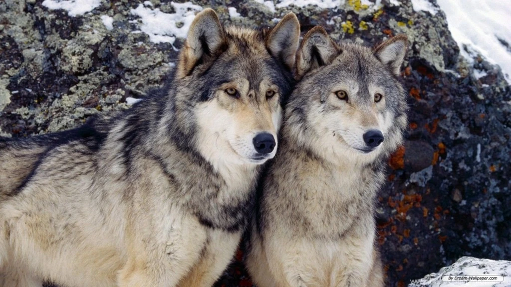 Wolf Wallpapers Free Wallpapers Cave