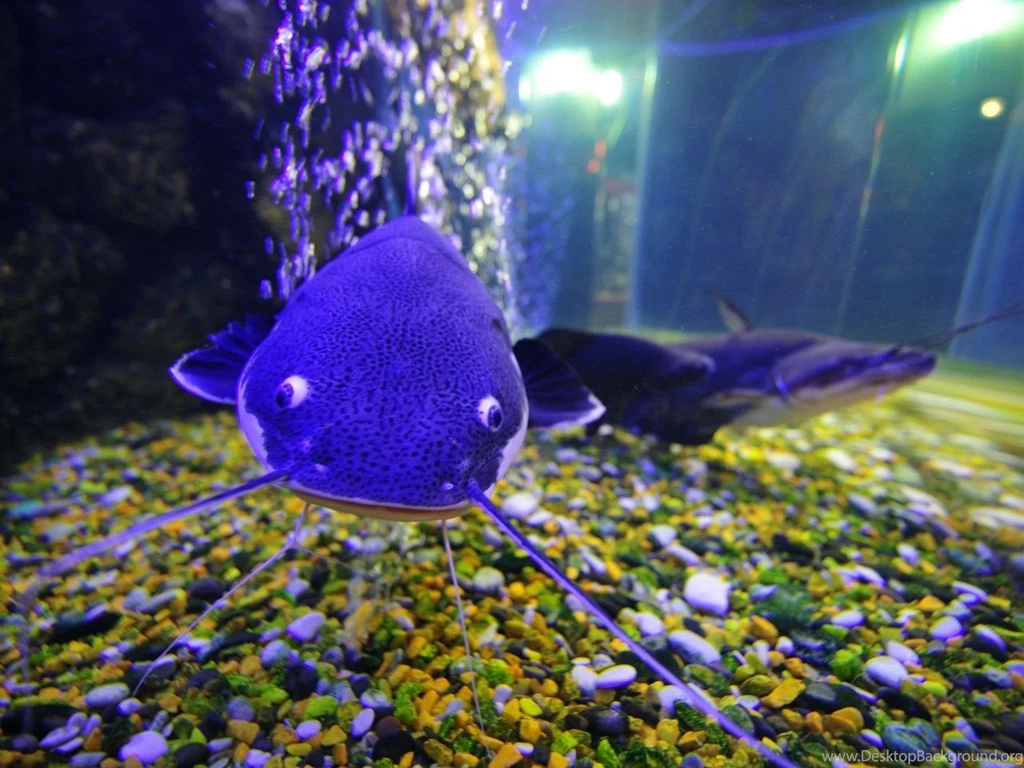 Desktop Wallpapers Free