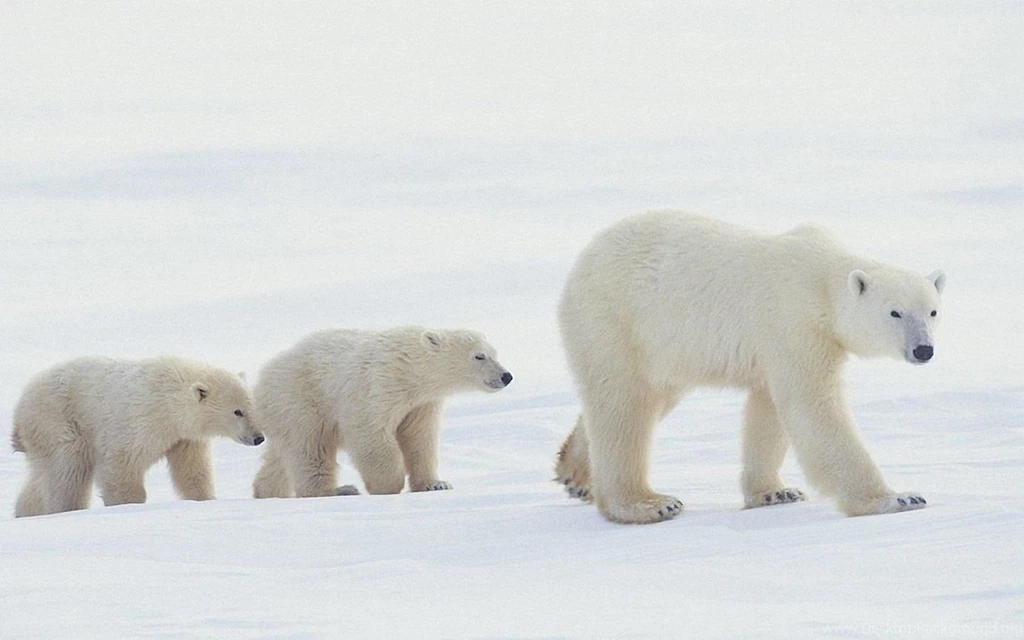 Baby Polar Bears Pictures Wallpapers HD Wide