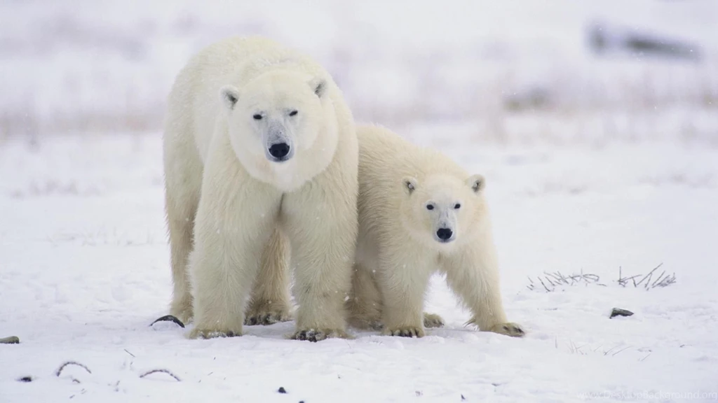 Canada Animals Baby Polar Bears Wallpapers