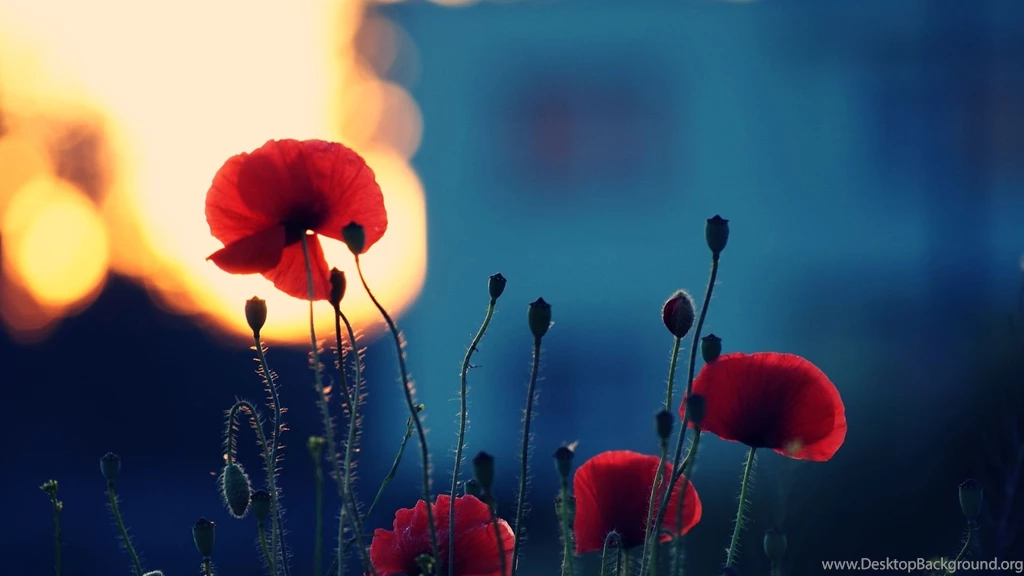 Poppy Flower Desktop Wallpapers
