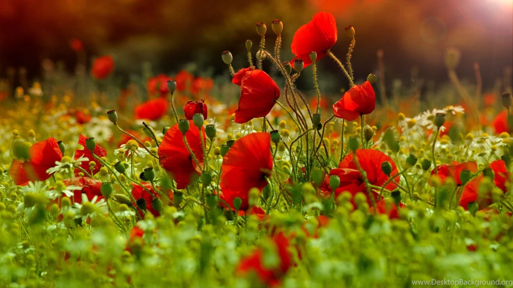 Poppies wallpaper 45767 47028 hd wallpapers.jpg