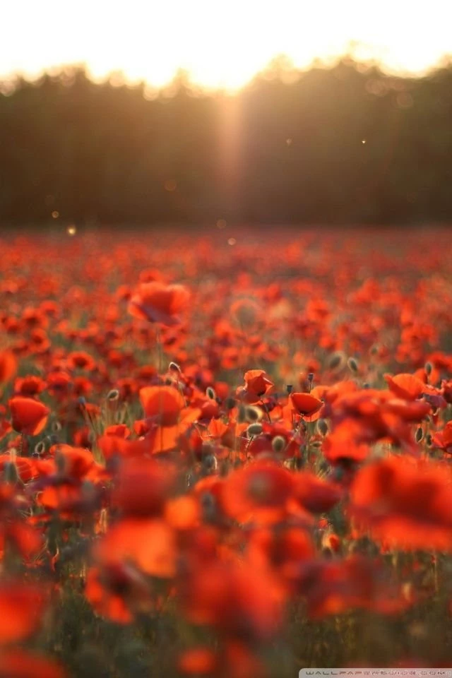 Poppies Meadow HD Desktop Wallpapers : Mobile : Dual Monitor
