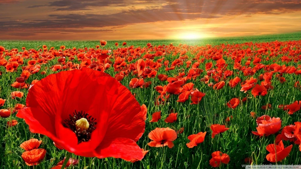 Poppies Wallpapers >> Backgrounds With Quality HD
