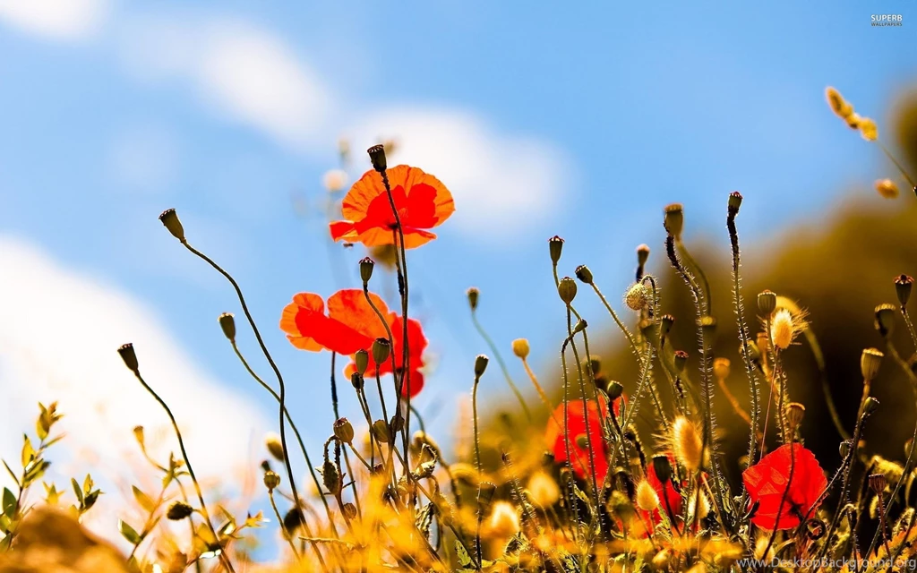 Poppies Wallpapers   Flower Wallpapers