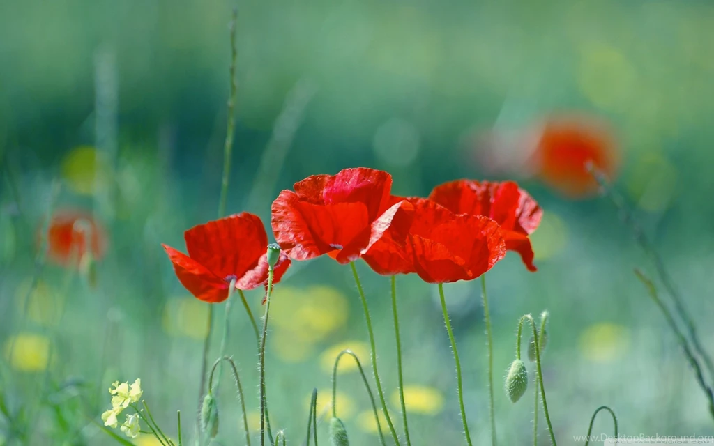 Download Summer Poppies Wallpapers Wallpapers Widest