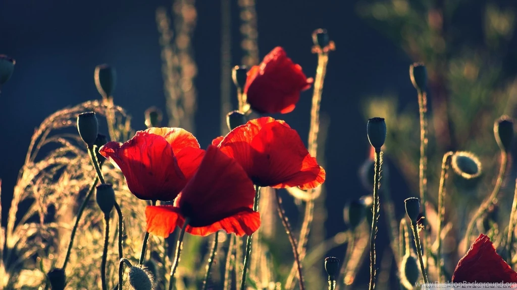 1920x1080   Page 911