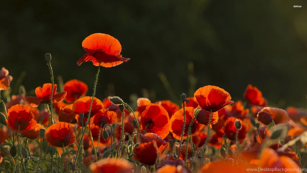 Poppies Wallpapers Flower Wallpapers