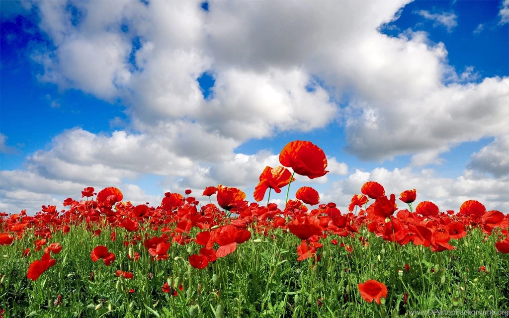 A Fiel3d Poppies Wallpapers   Your HD Wallpapers