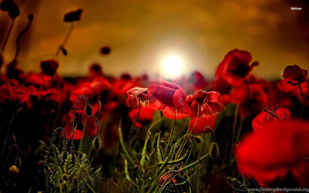 Poppy Field In The Sunset Wallpapers