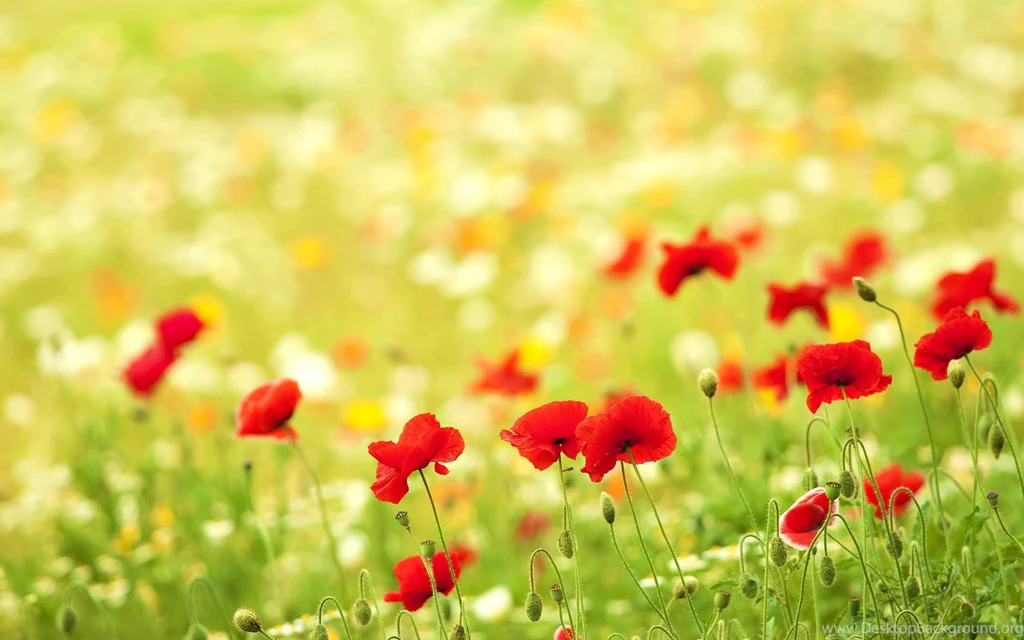 Poppies Field >> HD Wallpaper, Get It Now!