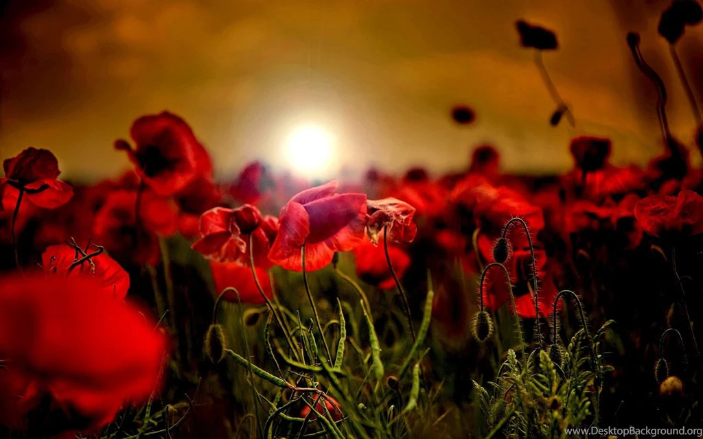 Poppy Flowers Red Petals Sunrise Sunset Plants Wallpapers ...