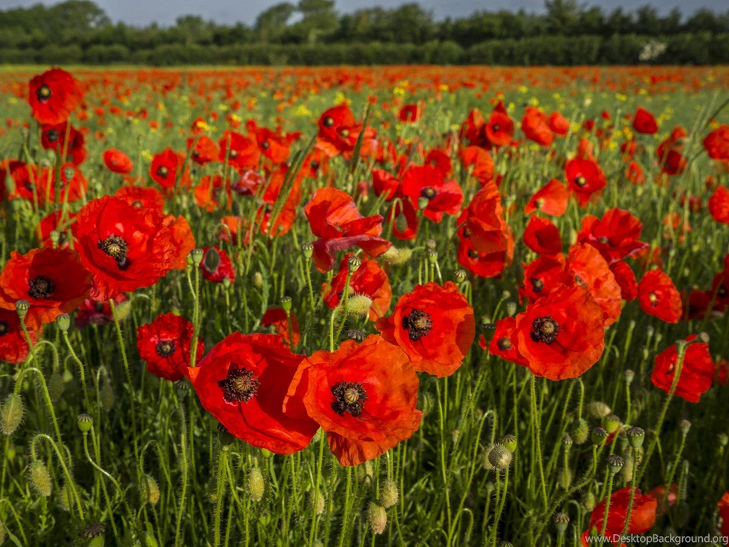 Poppies   (