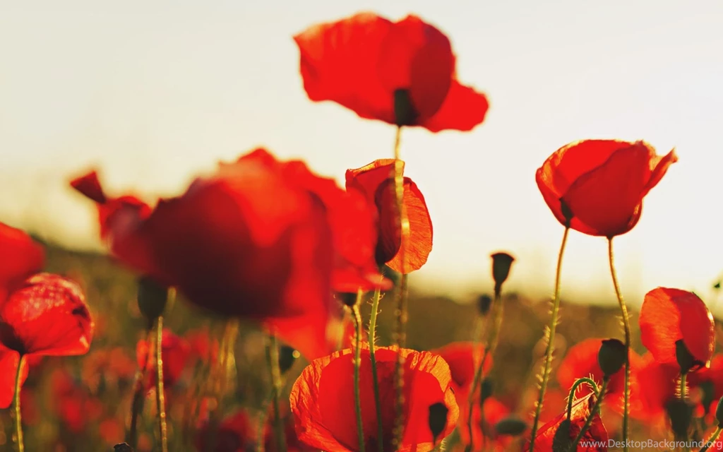 Sunlit Poppies Widescreen Wallpapers