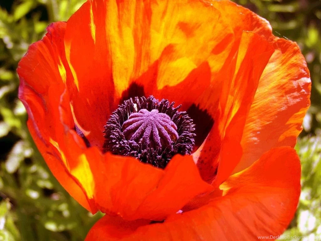 Poppies Wallpapers 110571