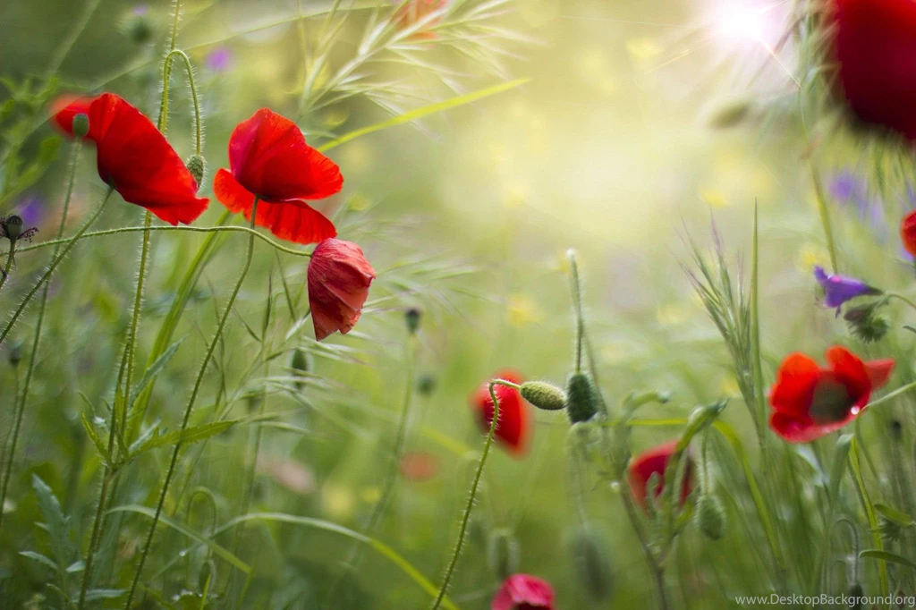 Red Grass Field Flowers Poppies Summer Poppy Wallpapers