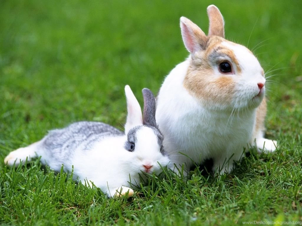 Beautiful Rabbit Wallpapers.jpg