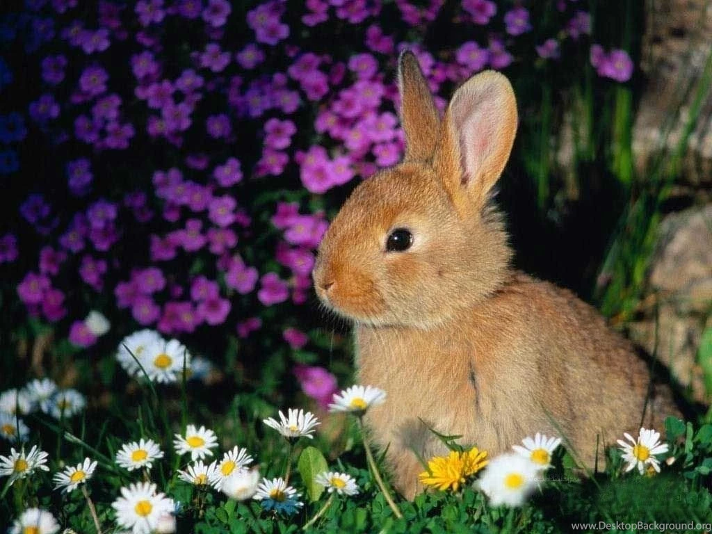 Best Rabbit Wallpapers