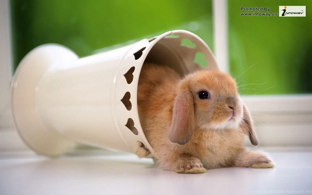 Rabbits Wallpapers Photo 99 Of 169