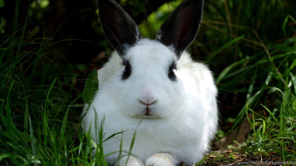 Forest Rabbit Wallpapers Free