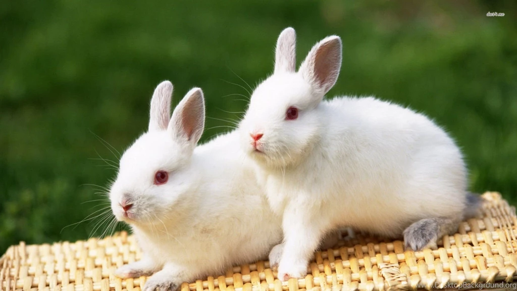 Cute White Baby Rabbit Wallpapers HD 20   HD Wallpapers Site
