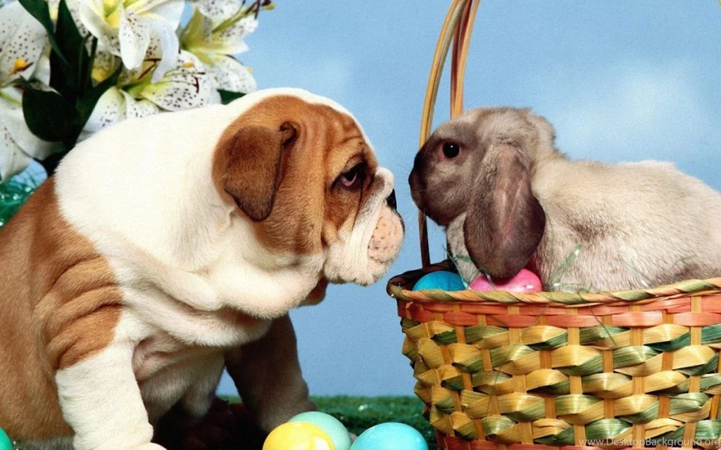 Rabbit Wallpapers 1280x800 Wallpapers, 1280x800 Wallpapers ...