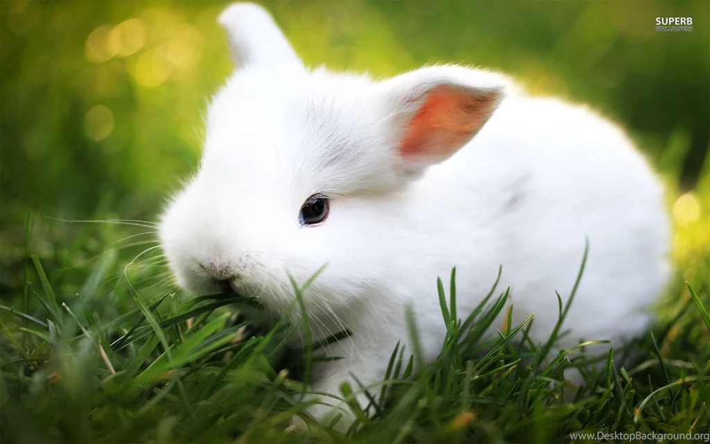 White Rabbit Wallpapers Animal Wallpapers
