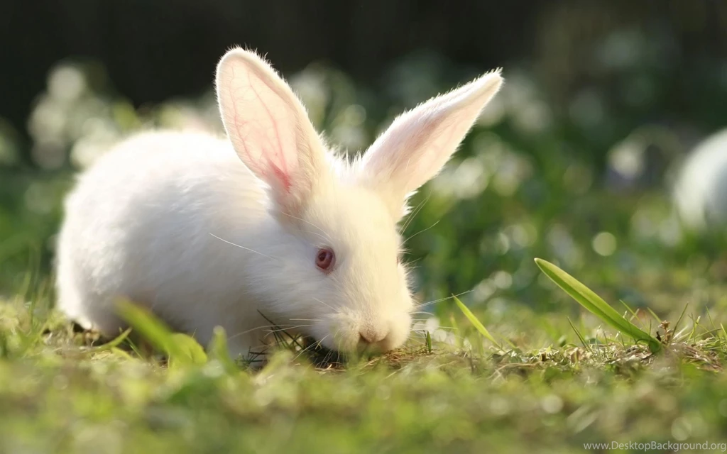 Forest Rabbit Wallpapers Wide