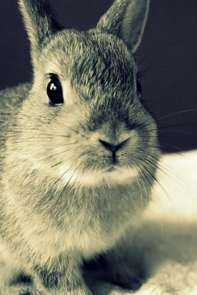Gallery For   Bunny Face Iphone Wallpapers