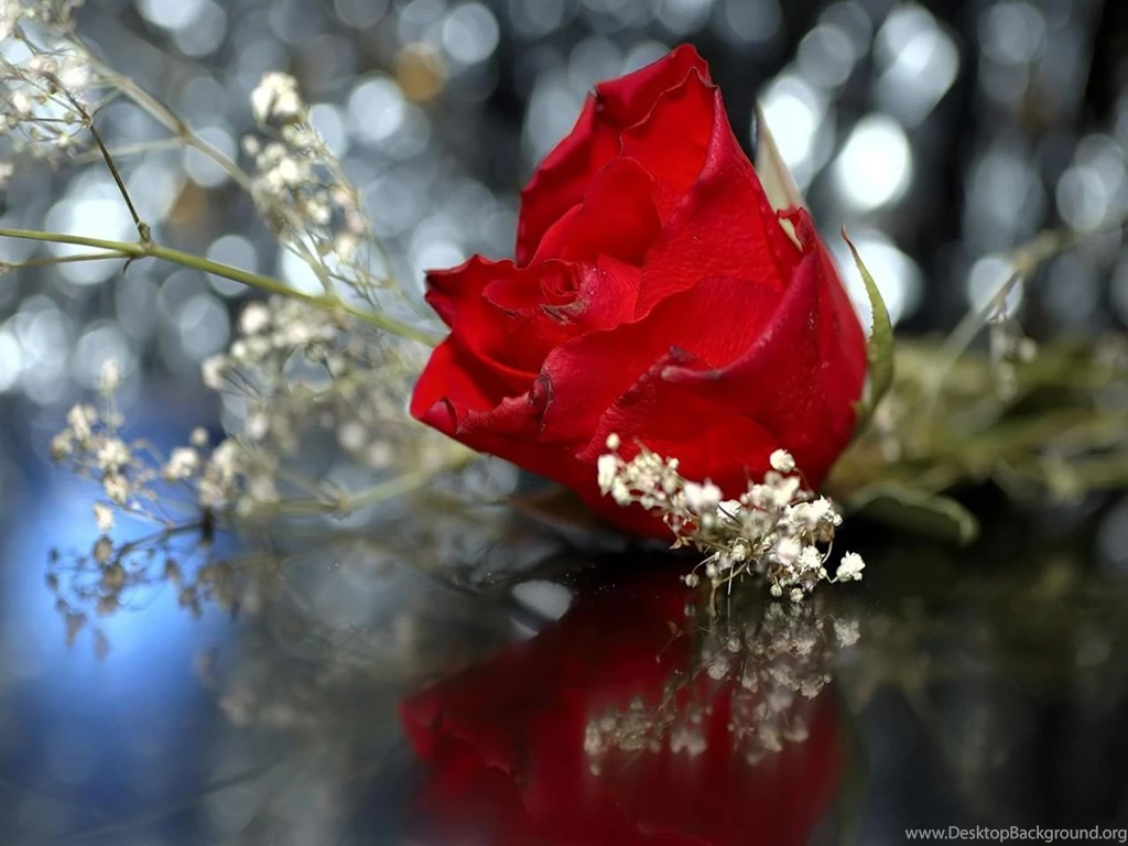 Gallery For   Free Red Rose Wallpapers For Desktop