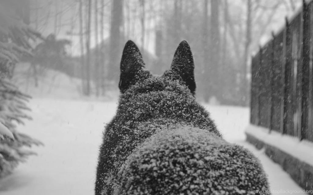 Dog Snowy Free Desktop Backgrounds >> HD Wallpaper, Get It Now!