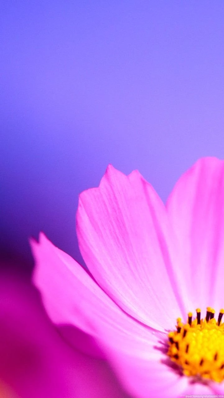 Gallery For Adult Samsung Wallpapers