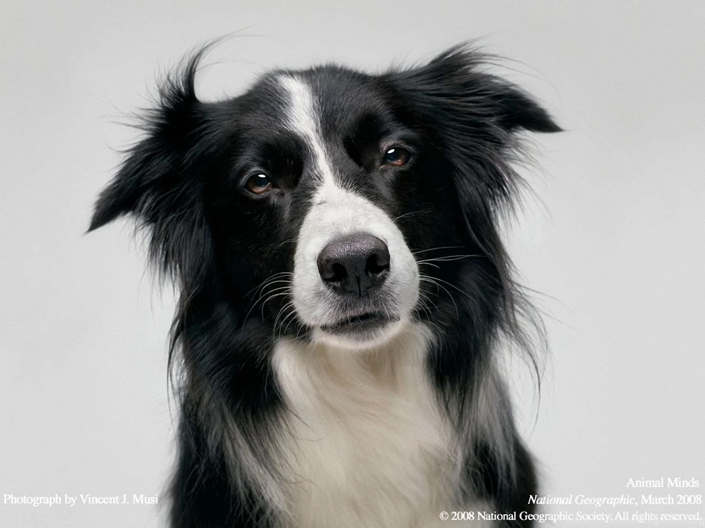 Border Collie Wallpapers Wallpapers Free Border Collie Wallpapers ...
