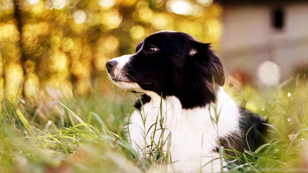 Full HD 1080p Border Collie Wallpapers HD, Desktop Backgrounds ...
