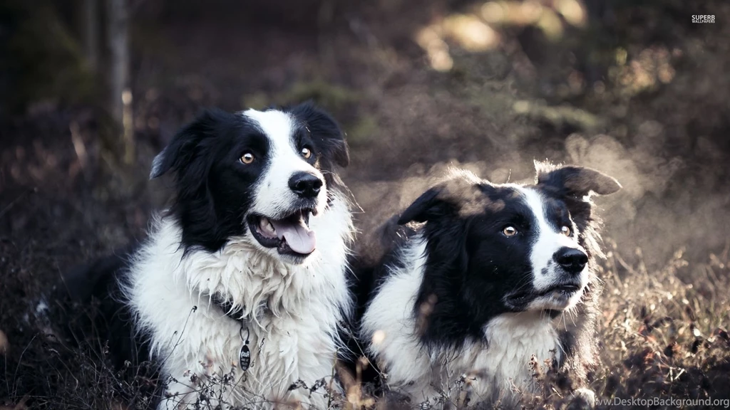 Border Collies Wallpapers Animal Wallpapers