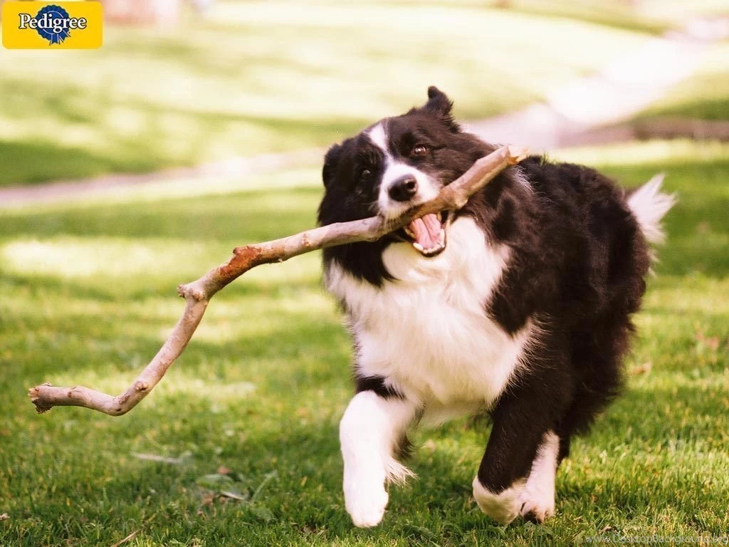 At Play ! Border Collie Wallpapers (9709215) Fanpop