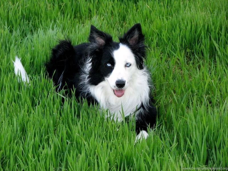 Gallery For Collie Wallpapers