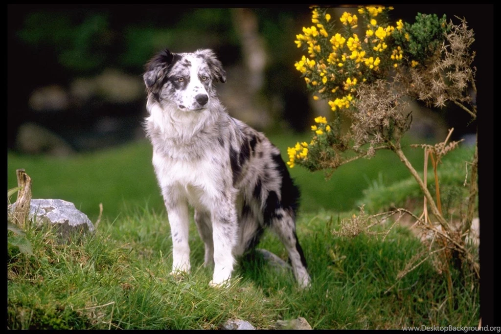 Free Wallpapers Border Collie In Garden