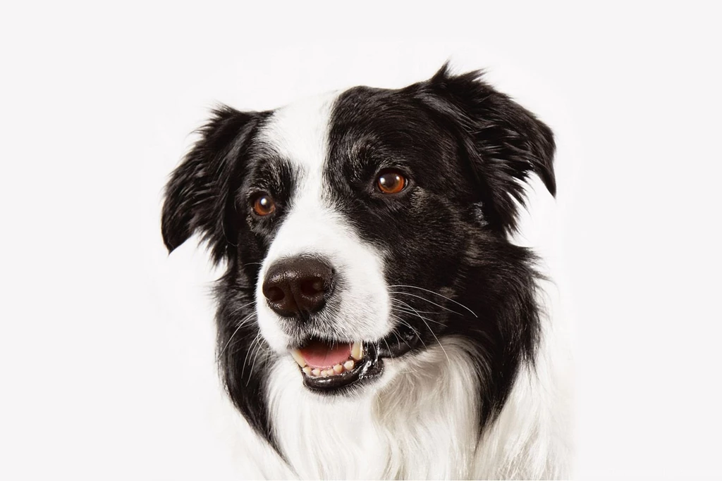 Wallpapers Dogs Border Collie Animals Image