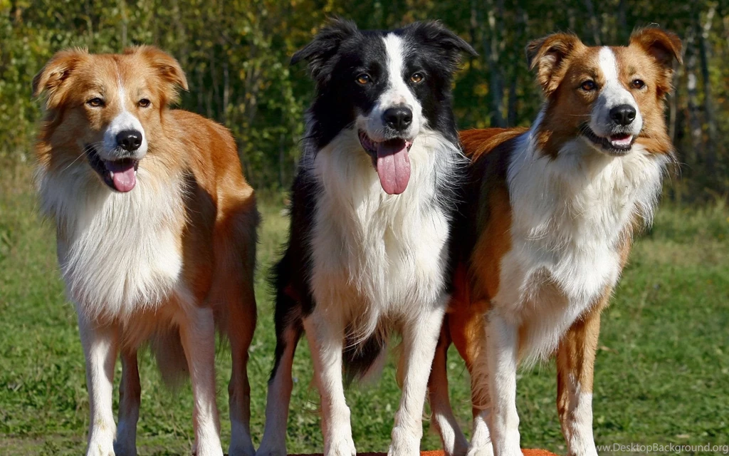Border Collie Computer Wallpapers, Desktop Backgrounds