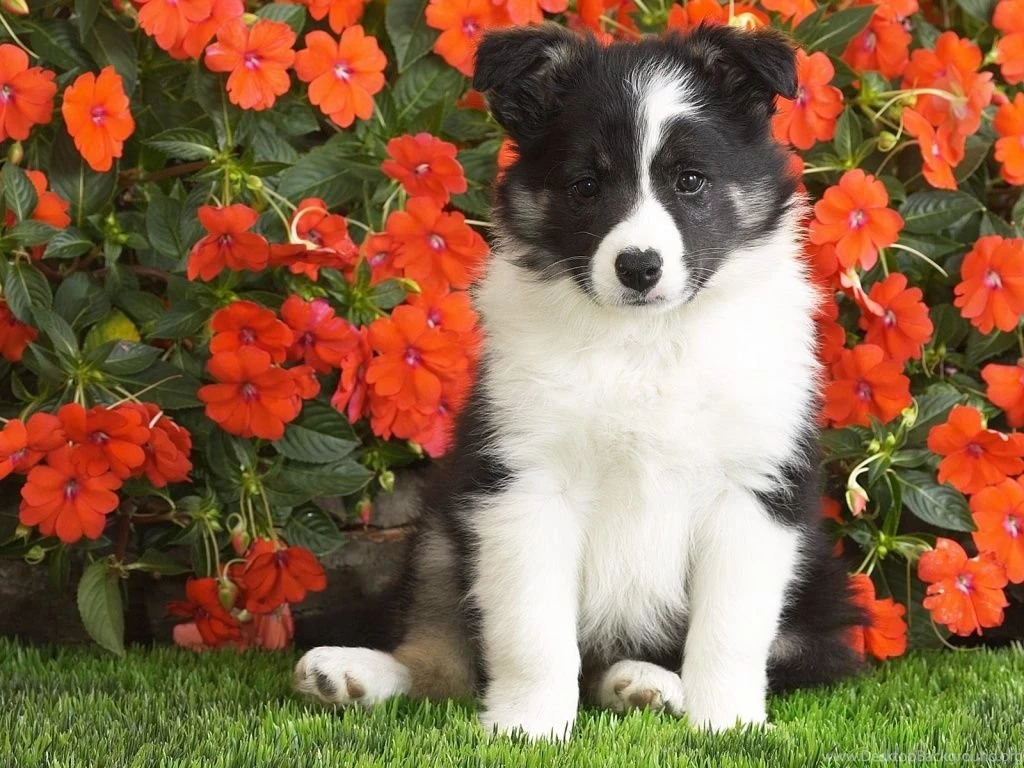 Puppy Border Collie Wallpaper, New Funny Pet Pictures
